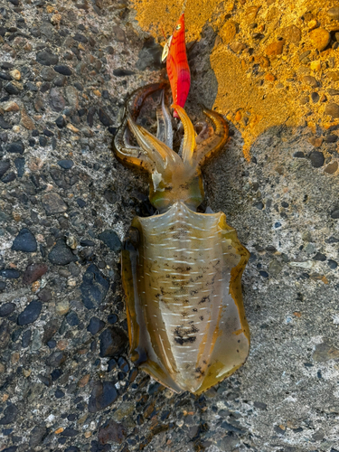 野積海岸