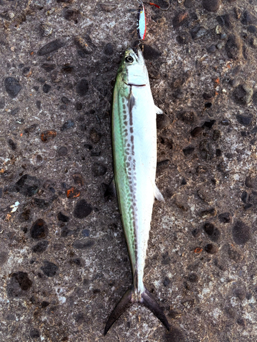 サゴシの釣果