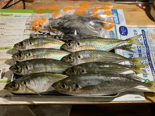 アジの釣果