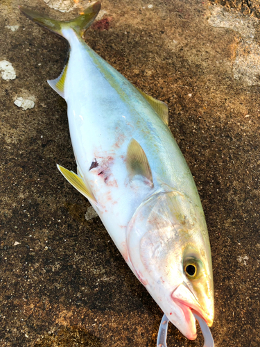 ハマチの釣果