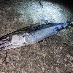 サゴシの釣果