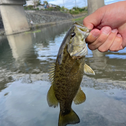 スモールマウスバス