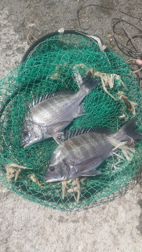 チヌの釣果