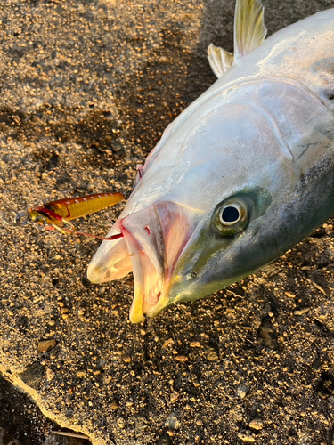 ブリの釣果