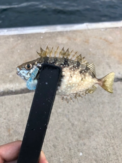 アイゴの釣果