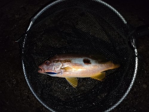 フエダイの釣果