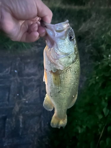 ラージマウスバスの釣果