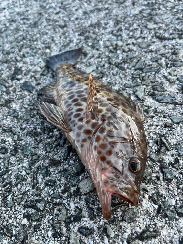 オオモンハタの釣果