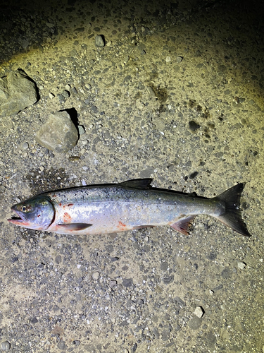 アキアジの釣果