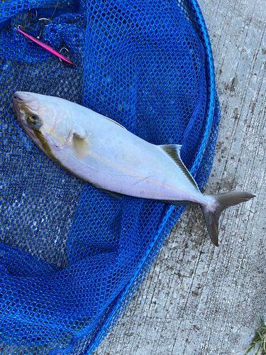 ショゴの釣果