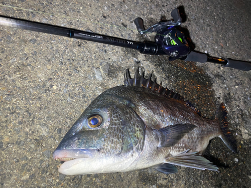 チヌの釣果