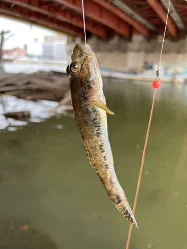 ハゼの釣果