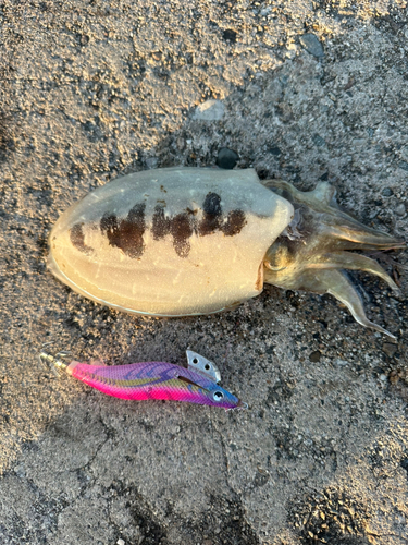 コウイカの釣果