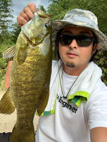 スモールマウスバスの釣果