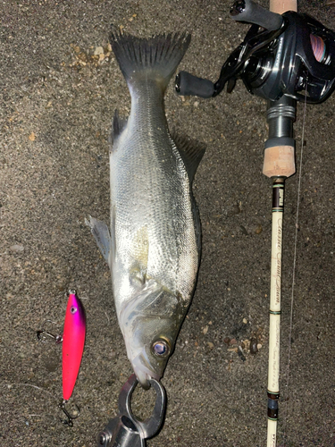 スズキの釣果