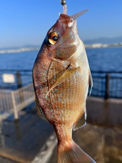 チャリコの釣果