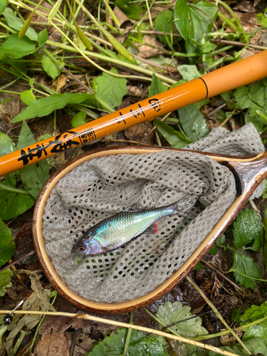 アカヒレタビラの釣果