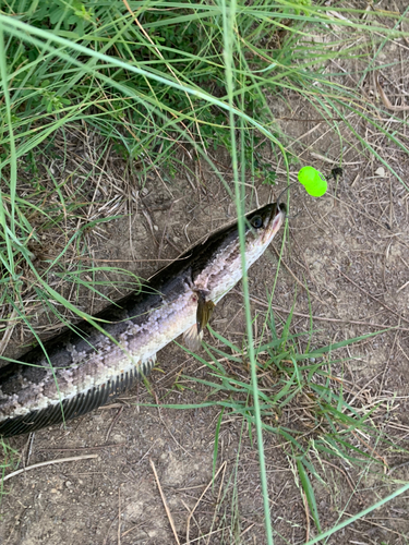 ライギョの釣果