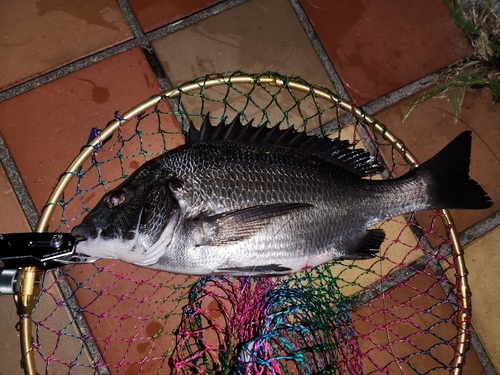 クロダイの釣果