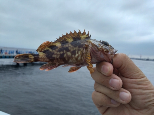 カサゴの釣果