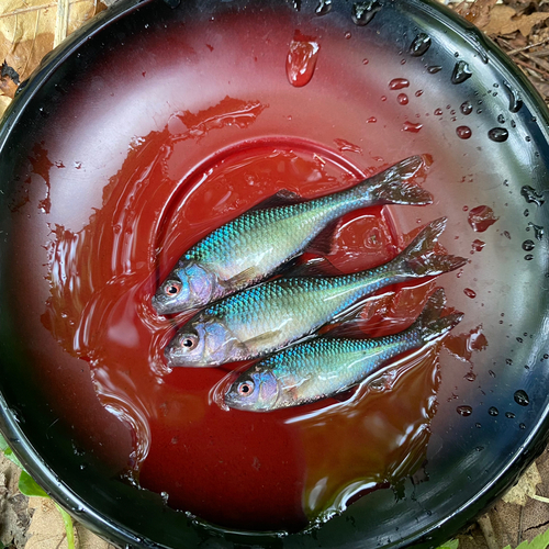 アカヒレタビラの釣果