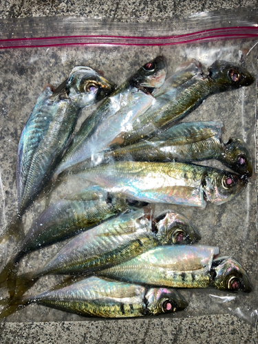 アジの釣果