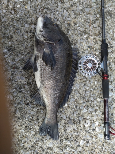 クロダイの釣果