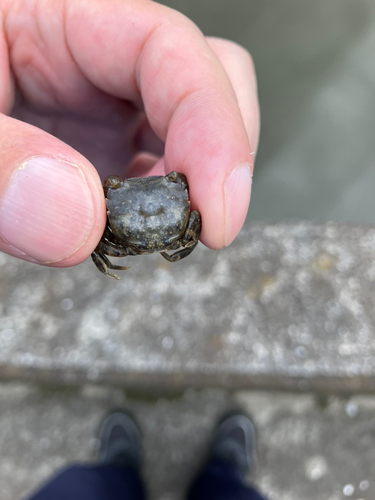 カニの釣果