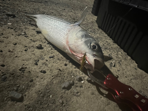 ボラの釣果