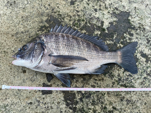 クロダイの釣果