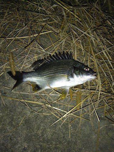 キチヌの釣果