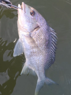 キビレの釣果