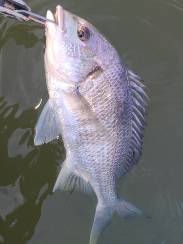 キビレの釣果