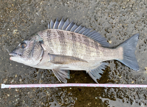 クロダイの釣果