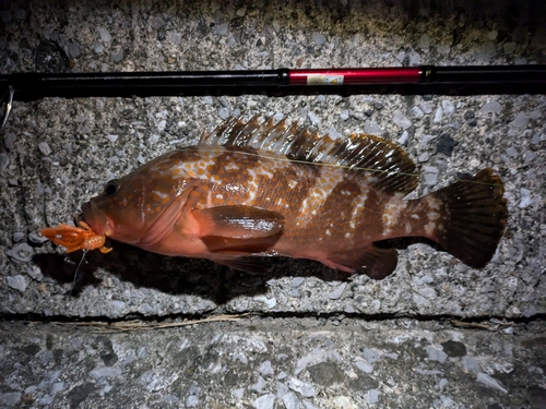 アコウの釣果