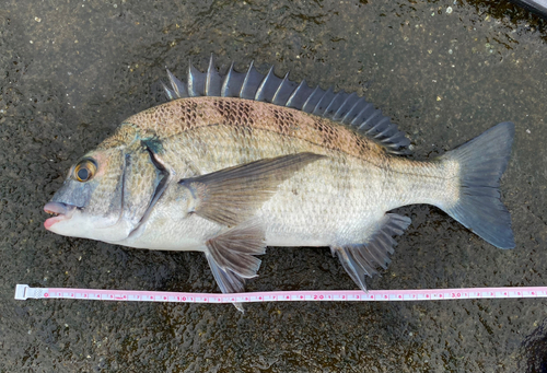 クロダイの釣果