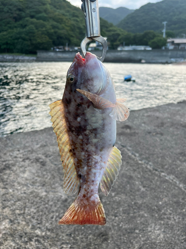 ブダイの釣果