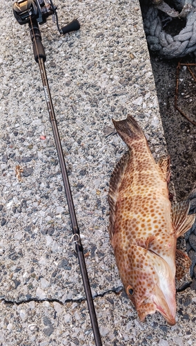 オオモンハタの釣果