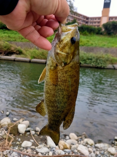 釣果