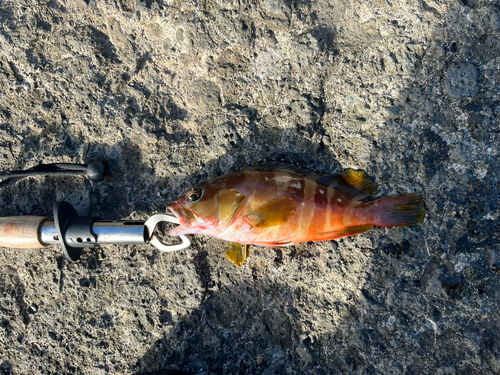 アカハタの釣果