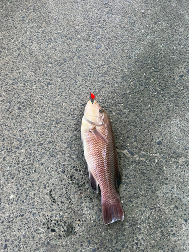 コブダイの釣果