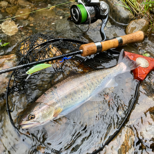 ヤマメの釣果