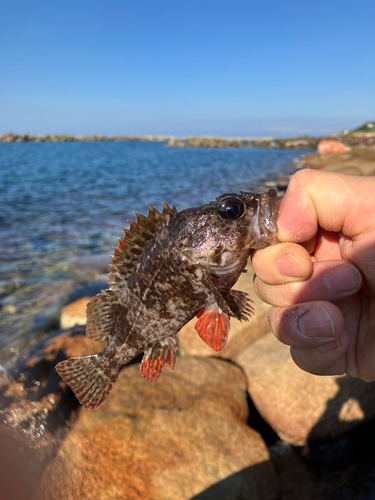 キジハタの釣果