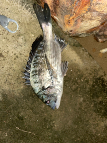 チヌの釣果