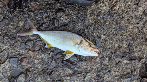 ショゴの釣果