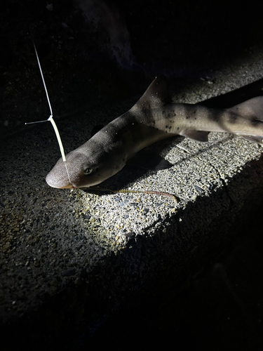 ドチザメの釣果