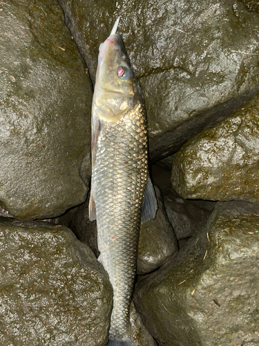 ニゴイの釣果