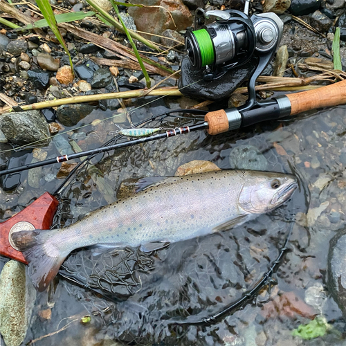 ヤマメの釣果