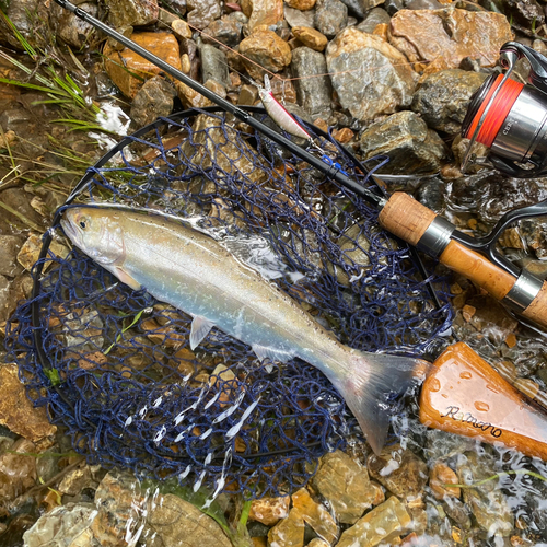 ヤマメの釣果