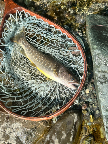 イワナの釣果